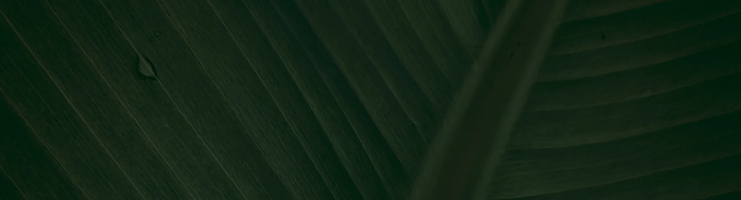 hero-image_optimized 150cm Banana Plant - Haihong