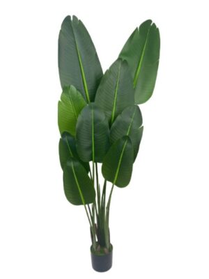 150cm Traveler's Palm - Hengxiang