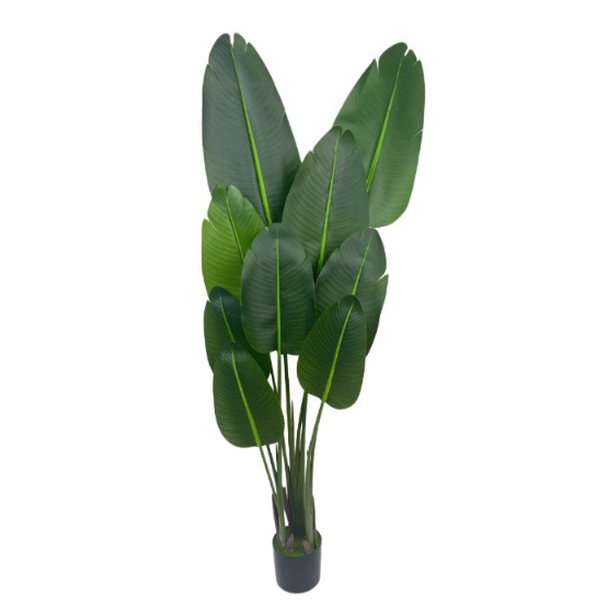 150cm Traveler's Palm - Hengxiang