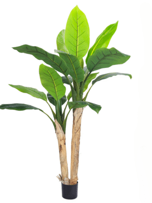 150cm Banana Plant - Haihong
