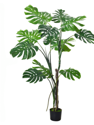 160cm H-style Monstera - Haihong
