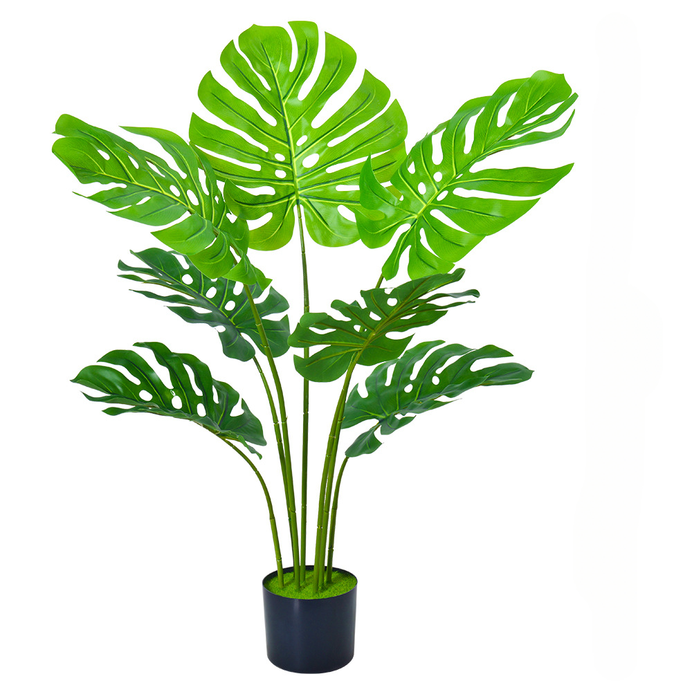 90cm H-style Monstera - Haihong