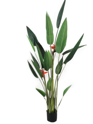 Bird of Paradise - Hengxiang - Custom Size